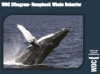 Image of E-book WDC Ethogram-Humpback Whale Behavior