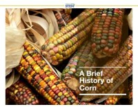 Image of E-book A Brief History of Corn