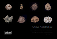 Image of E-book Animal Architecture