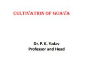 Image of E-book Cultivation of Guava