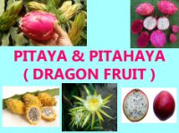Image of E-book Pitaya and Pitahaya (Dragon Fruit)